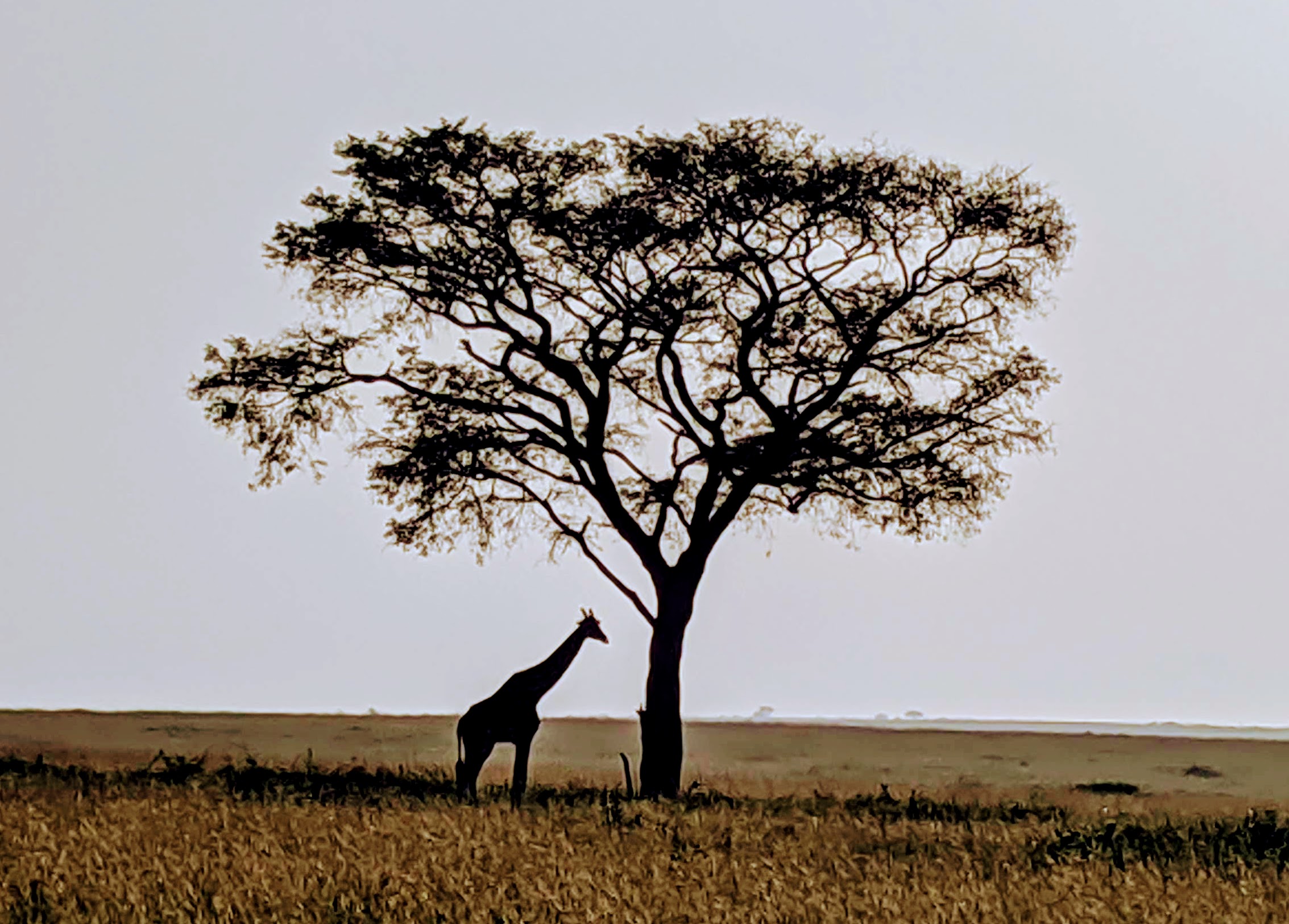 Murchison Falls National Park